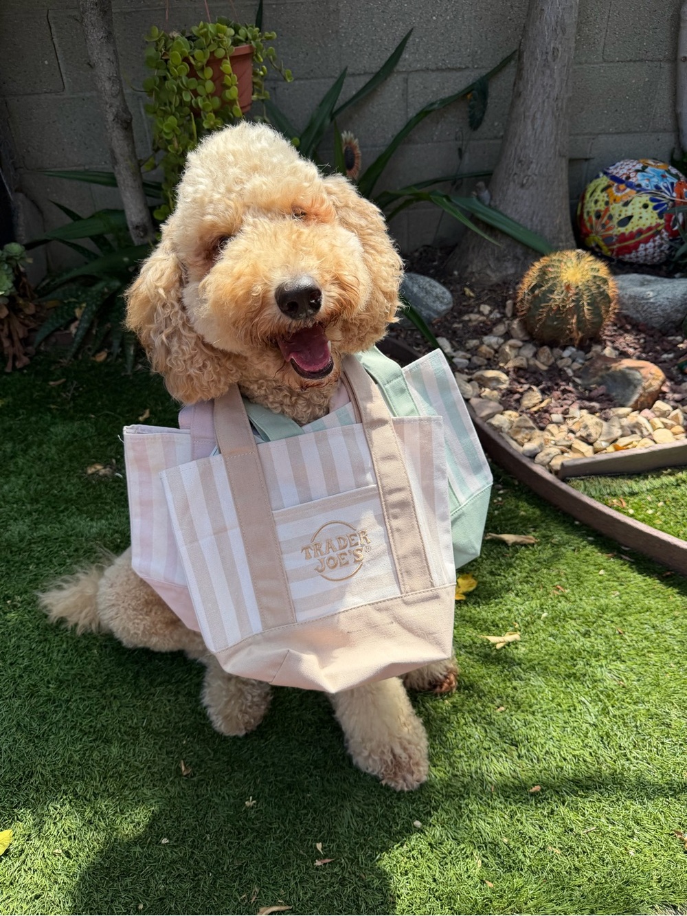 Trader Joe's Beige Stripe Tote Bag -set of 4s all color pick your colors